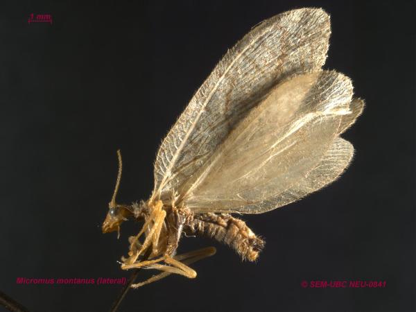 Photo of Micromus montanus by Spencer Entomological Museum